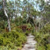 Tasmanie139A.jpg