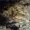 Tasmanie253A.jpg