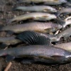 pict0076.jpg