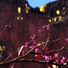 28_deer_creek_redbud_tree.jpg